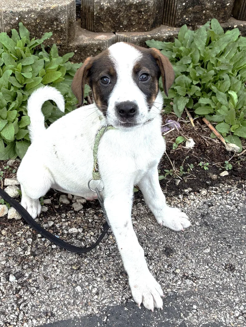 A baby medium-sized female White / Cream Mixed Breed dog named Pompetta for adoption in West Chicago, IL