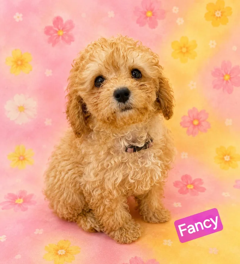 A baby small-sized female Red / Chestnut / Orange Cavapoo dog named Fancy for adoption in Wheelersburg, OH