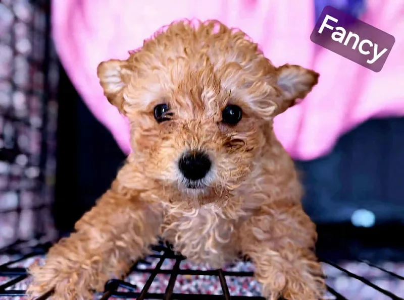 Fancy thumbnail 2