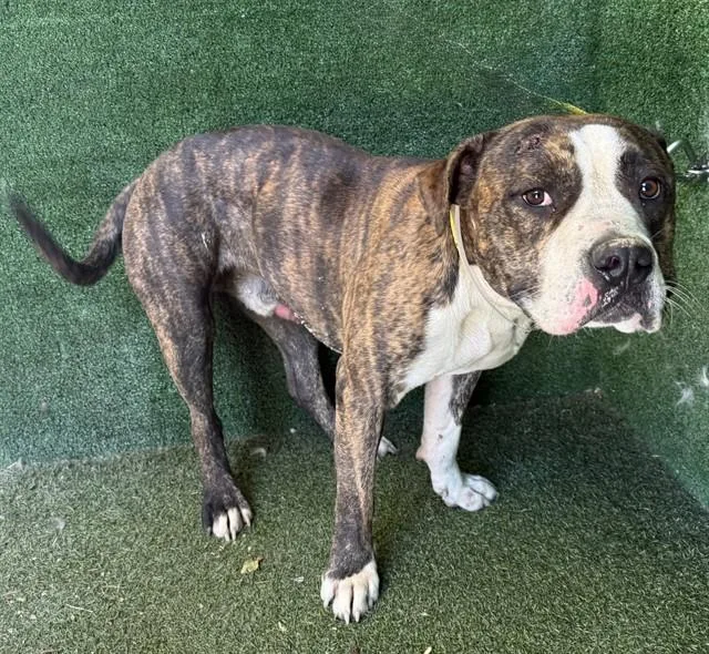 A young large-sized male Staffordshire Bull Terrier dog named A for adoption in Lancaster, CA