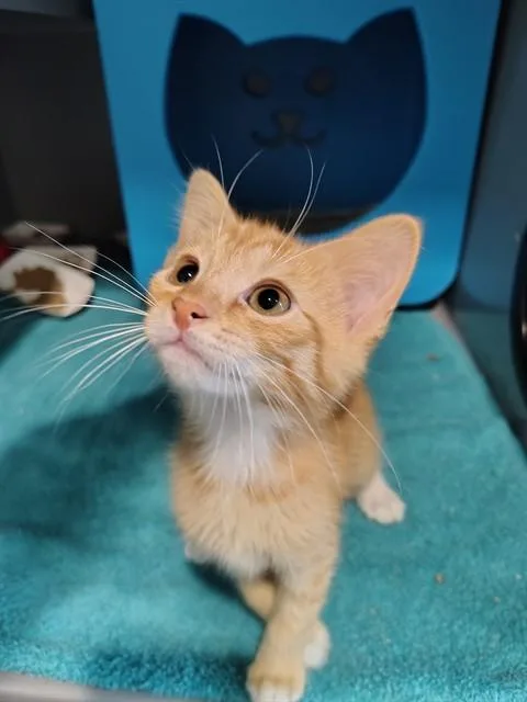 A baby medium-sized male Domestic Short Hair cat named Fitted Sheets for adoption in Leesburg, VA