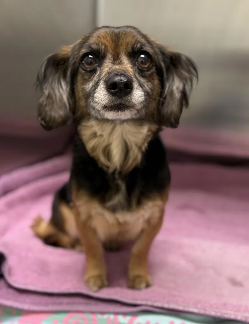 An adult small-sized female Black Dachshund (Long Haired) dog named Tia for adoption in Los Alamitos, CA