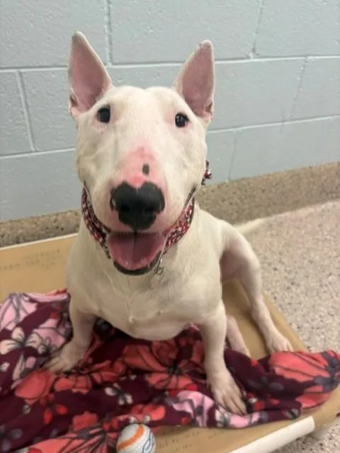 An adult medium-sized male Bull Terrier dog named Bruce for adoption in Brighton, CO