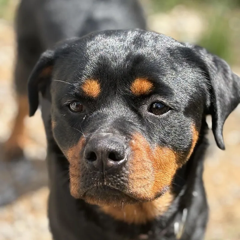 An adult large-sized female Black Rottweiler dog named Piper Rae for adoption in Sinking Spring, PA