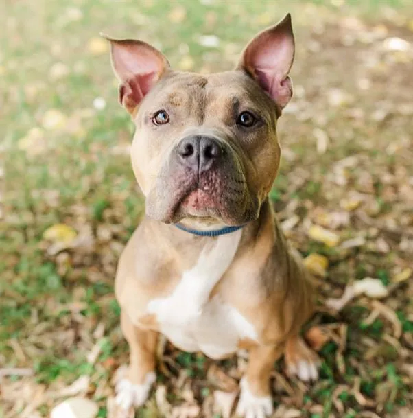 An adult medium-sized female Brown / Chocolate Mixed Breed dog named Turnip for adoption in Nashville, TN