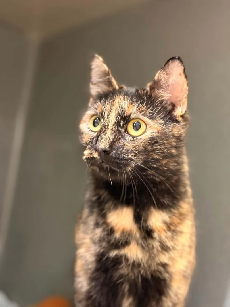 An adult medium-sized female Domestic Short Hair cat named Isha for adoption in Paris, ME
