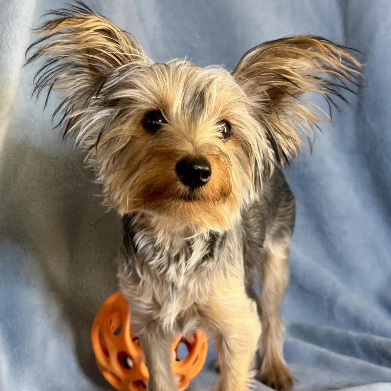 A young small-sized male Black Yorkshire Terrier dog named Rocket for adoption in Las Vegas, NV