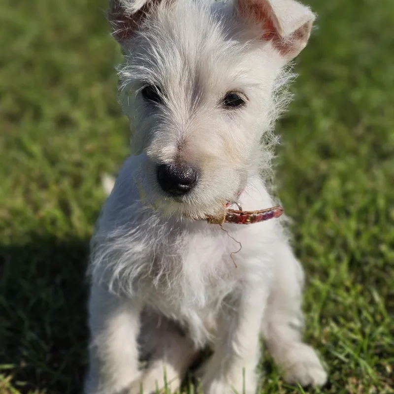 A baby small-sized male White / Cream Schnauzer dog named Milo for adoption in O Fallon, IL