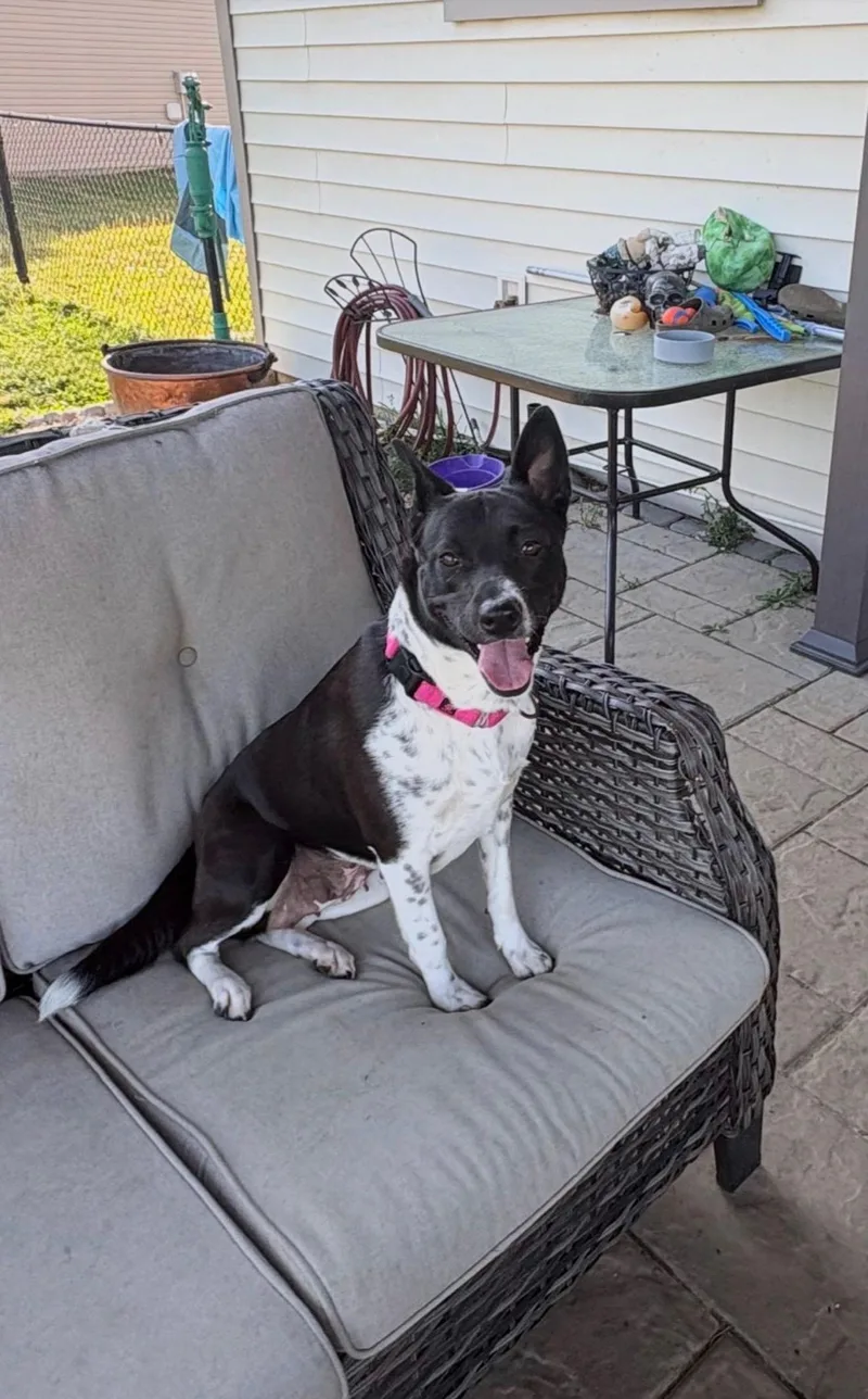 An adult medium-sized female Australian Cattle Dog / Blue Heeler dog named Charlee for adoption in Houston, TX