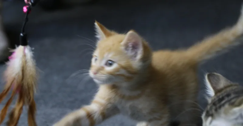 A baby medium-sized male Tabby (Orange / Red) Tabby cat named Lil Garfield for adoption in Cut Bank, MT
