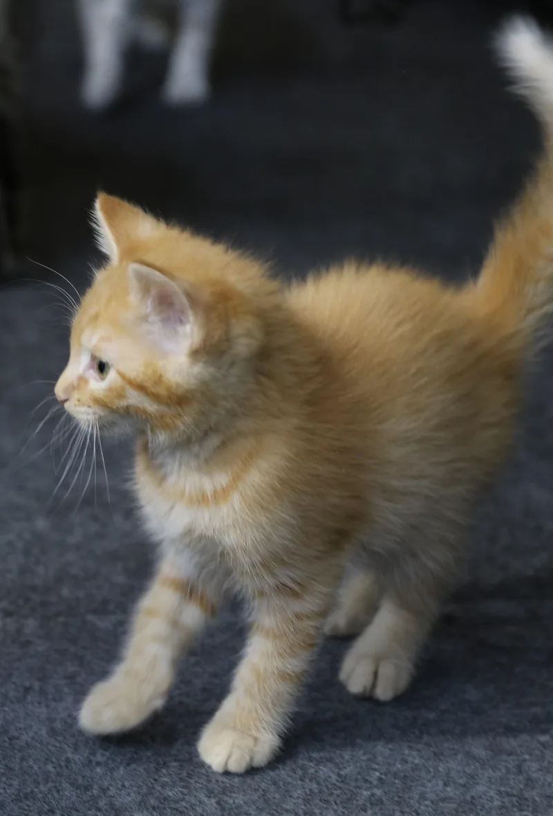 Lil Garfield thumbnail 2