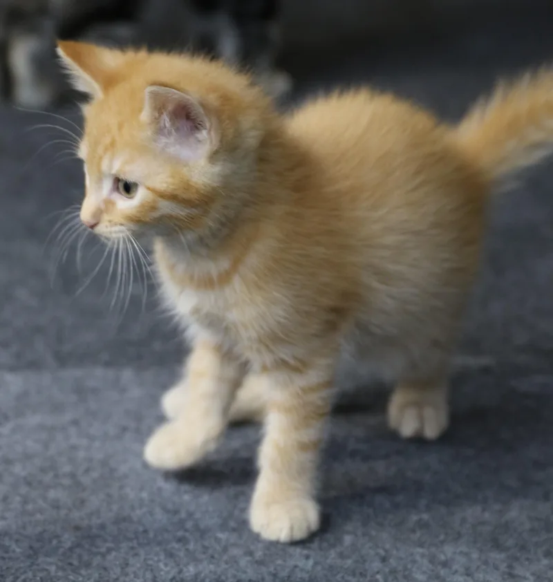 Lil Garfield thumbnail 3