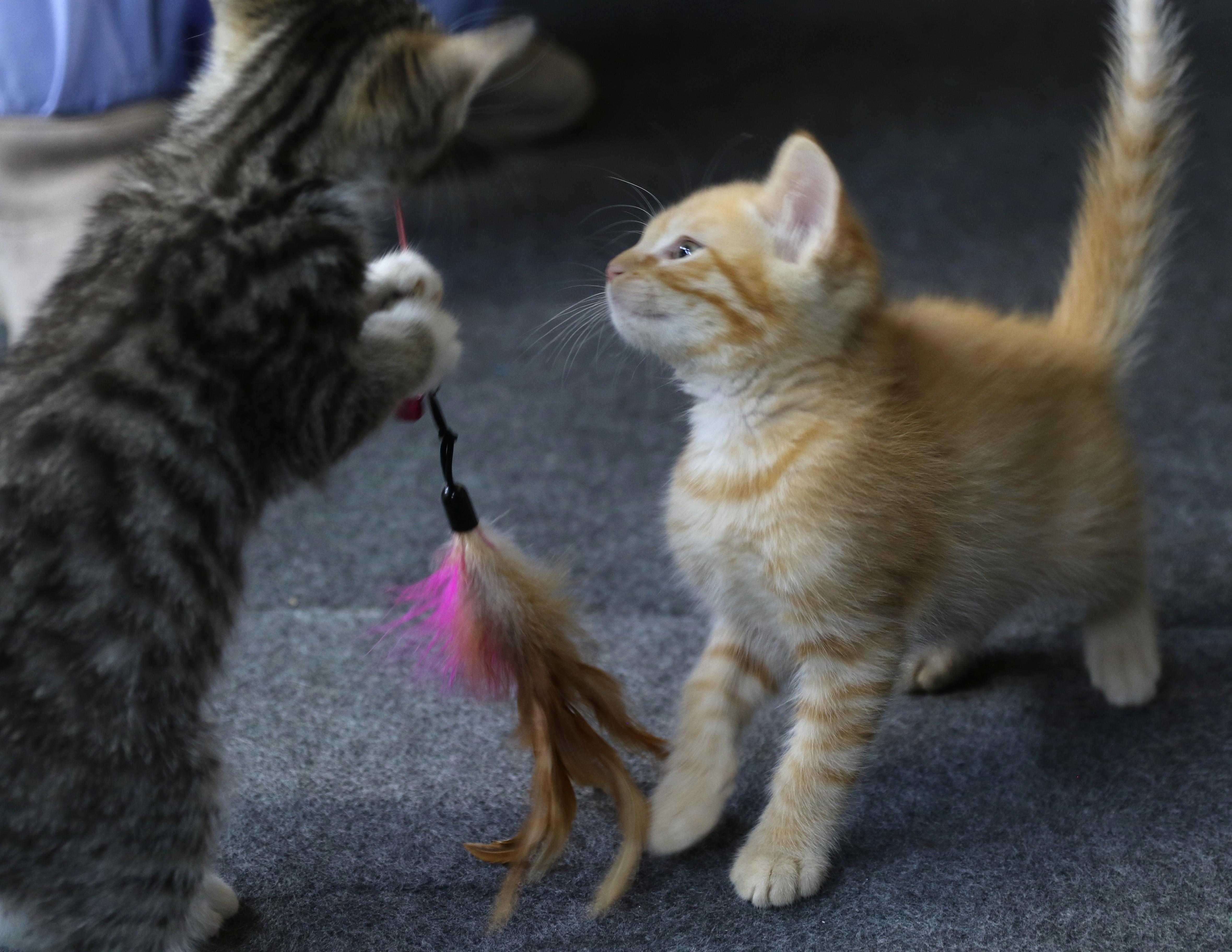 Lil Garfield thumbnail 4
