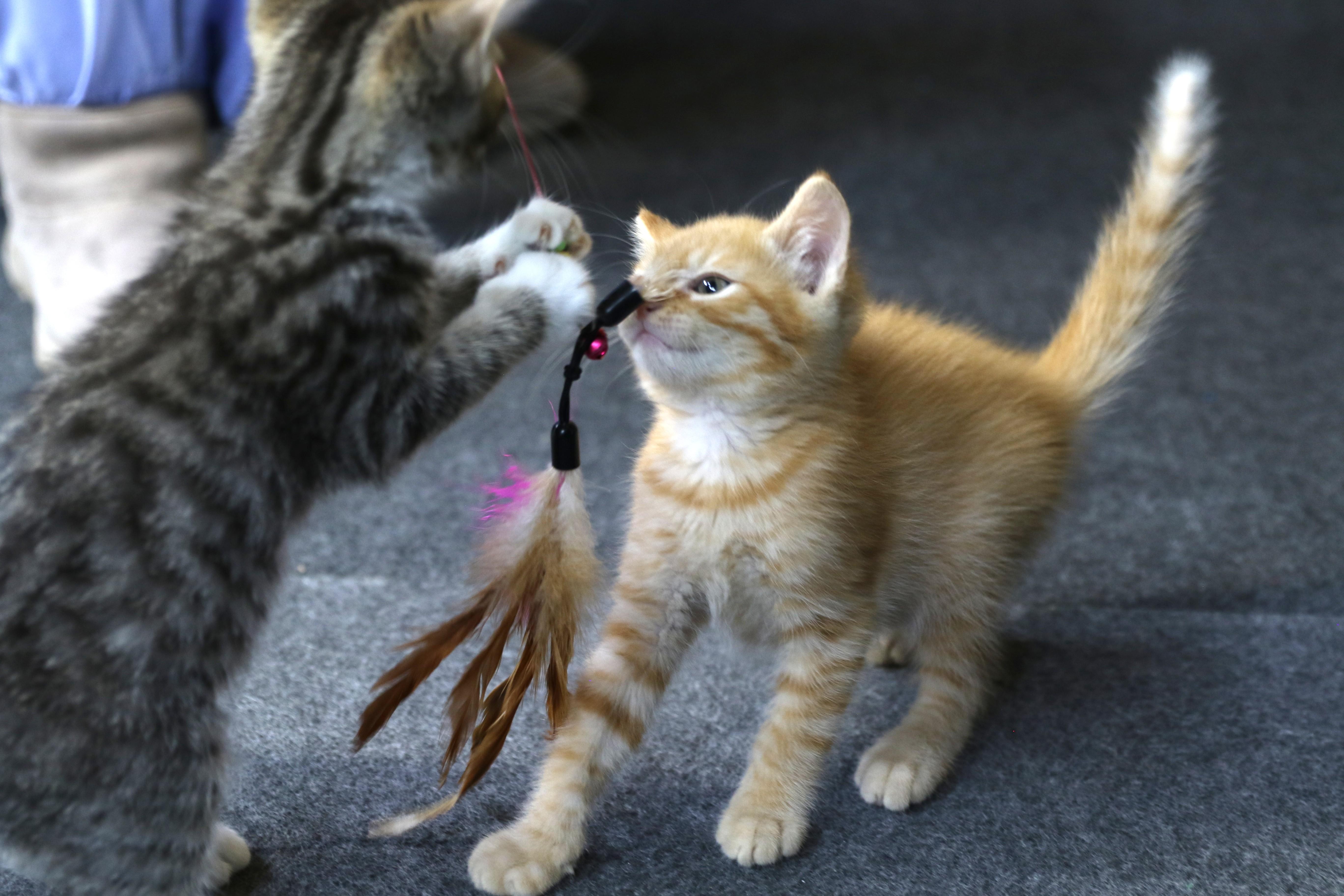 Lil Garfield thumbnail 5