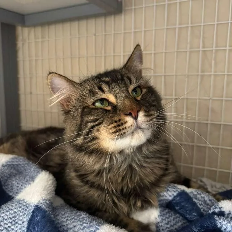 An adult medium-sized male Brown / Chocolate Domestic Medium Hair cat named Griffin for adoption in Middle Village, NY