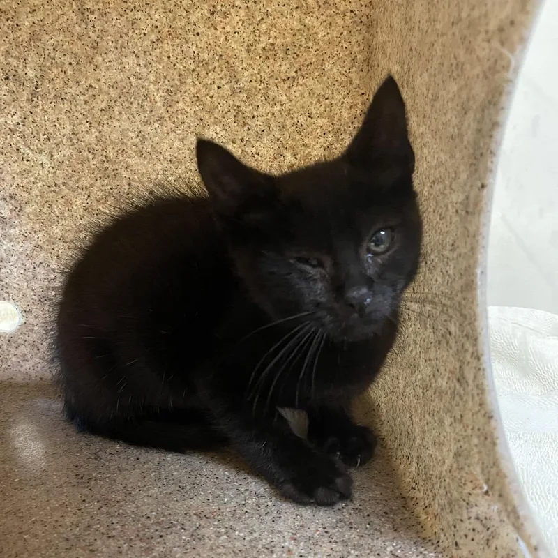 A baby small-sized female Black Domestic Short Hair cat named Lisa for adoption in Pasadena, CA