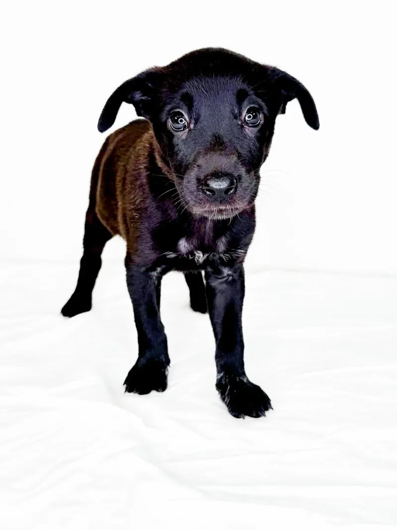 A baby medium-sized female Black Australian Cattle Dog / Blue Heeler dog named Marlene for adoption in Bixby, OK