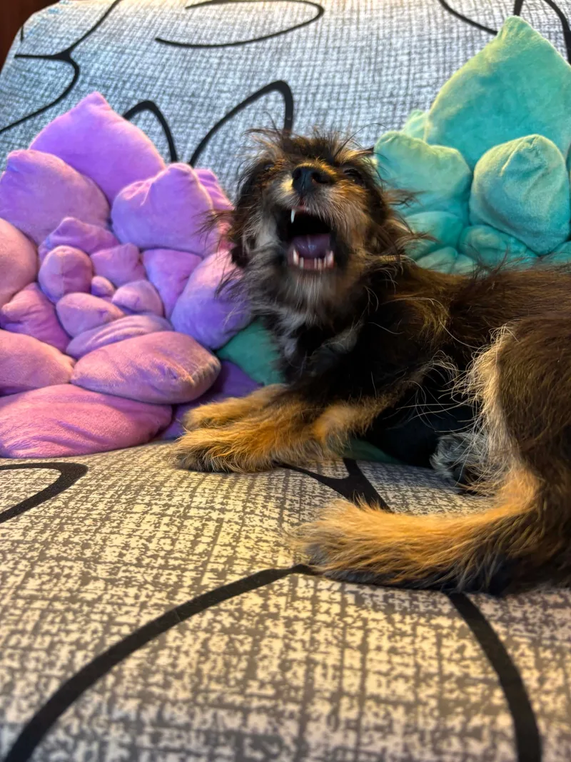 A baby small-sized female Black Chihuahua dog named Lacey for adoption in Tacoma, WA