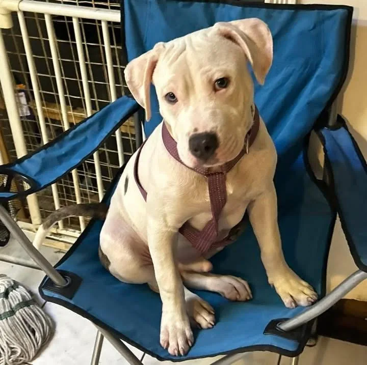 A baby large-sized male White / Cream American Staffordshire Terrier dog named Colorado for adoption in Bronx, NY