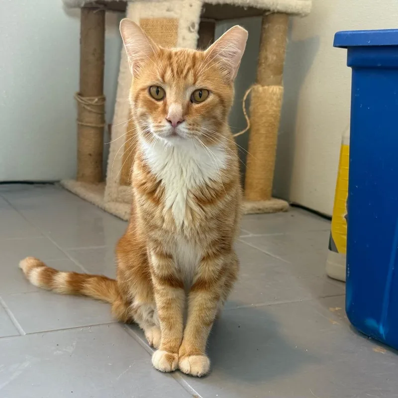 An adult small-sized male Orange / Red Domestic Short Hair cat named Odie for adoption in Casa Grande, AZ