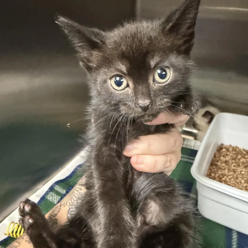 A baby small-sized female Black Domestic Short Hair cat named Sandy for adoption in Marion, VA
