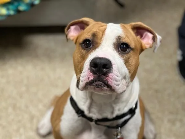 A young medium-sized male Mixed Breed dog named Leap Frog for adoption in New York, NY