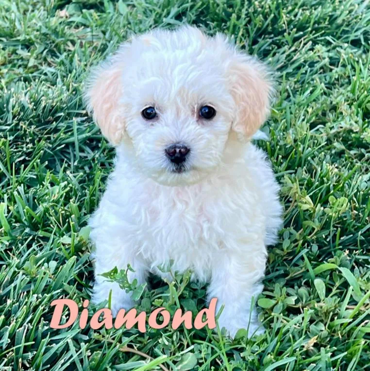 Diamond