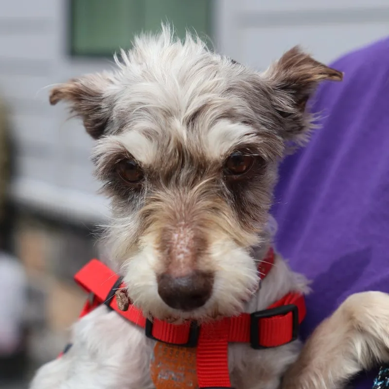 An adult small-sized female Brown / Chocolate Schnauzer dog named Willow for adoption in Briarcliff Manor, NY