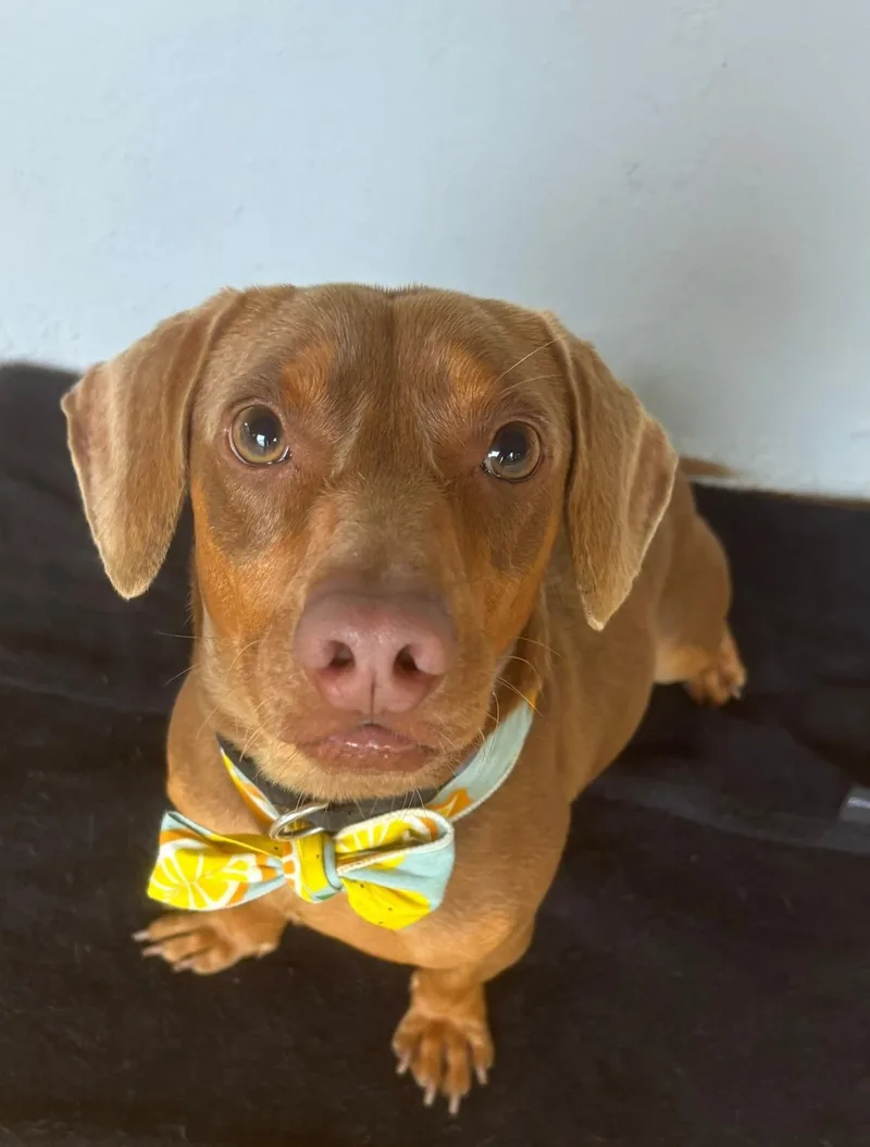An adult small-sized male Dachshund dog named Otto for adoption in New York, NY