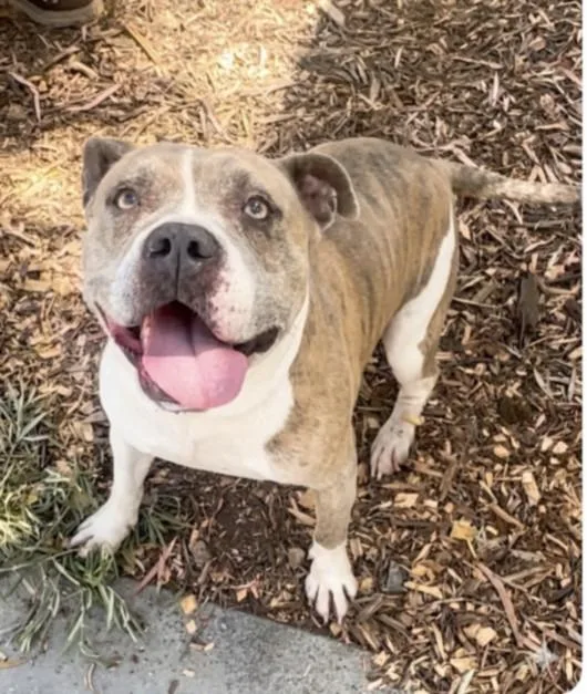 An adult large-sized male Pit Bull Terrier dog named Homer for adoption in San Pedro, CA