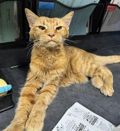 A senior medium-sized female Domestic Short Hair cat named Eloise for adoption in Missoula, MT