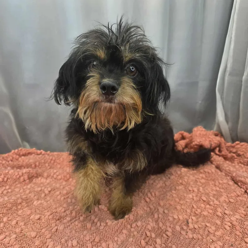 An adult small-sized female Bicolor Yorkshire Terrier dog named Morticia for adoption in Foley, AL
