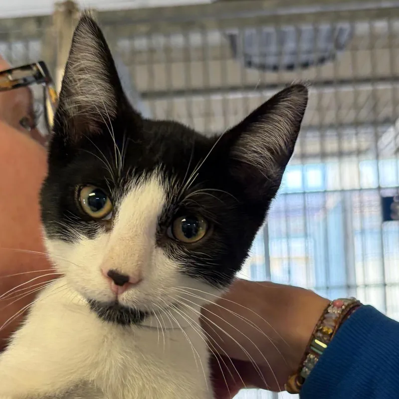 A baby small-sized male Black Domestic Short Hair cat named Corn Dog for adoption in Santa Barbara, CA
