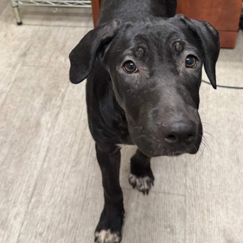 A baby medium-sized female Black Labrador Retriever dog named Wanda for adoption in Waldorf, MD
