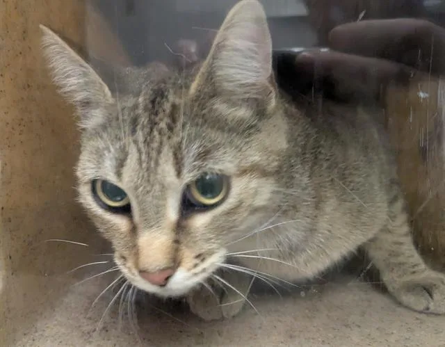 A young medium-sized female Domestic Short Hair cat named Sofia for adoption in Kent, WA