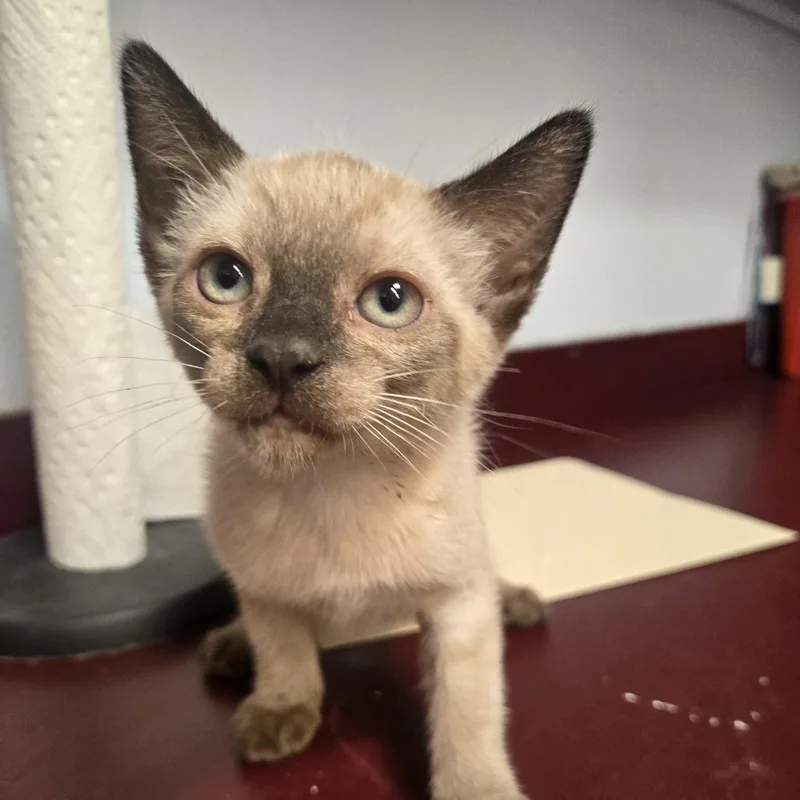 A baby small-sized female Cream / Ivory Siamese cat named Cyndi for adoption in Desert Hot Springs, CA