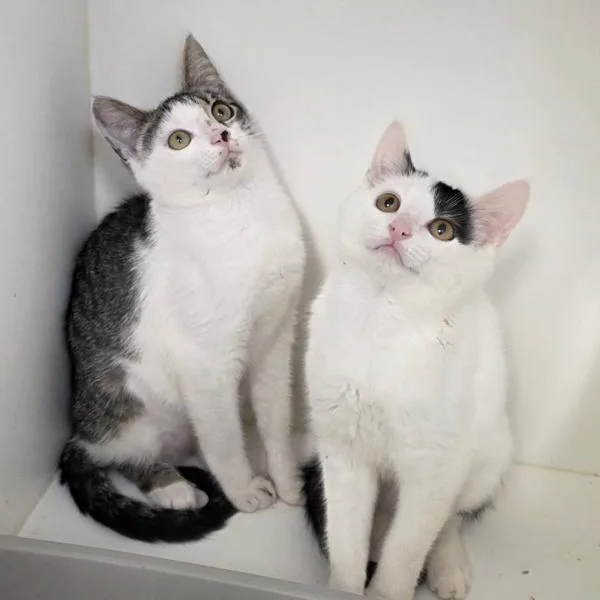 A young medium-sized female Domestic Short Hair cat named Moin Bonded W for adoption in Silverdale, WA