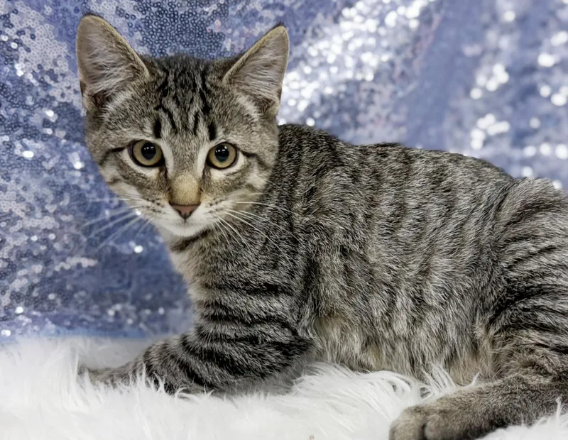 A baby small-sized male Tabby (Brown / Chocolate) Tabby cat named Harold is holy cow for adoption in Bedford Hills, NY
