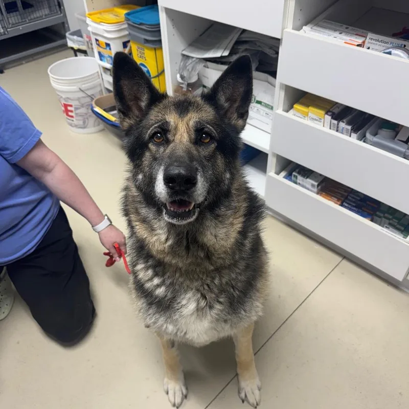 An adult large-sized female Sable German Shepherd Dog dog named Kira for adoption in Shelbyville, IL