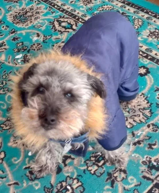 A senior small-sized male Schnauzer dog named Cammie COURTESY LISTING for adoption in Cookeville, TN