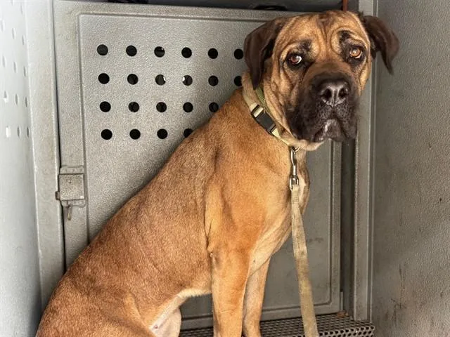 An adult large-sized female Mastiff dog named Nala for adoption in Downey, CA