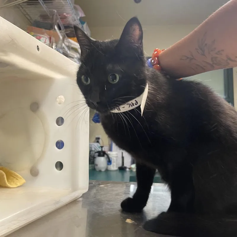An adult medium-sized female Black Domestic Short Hair cat named Potato for adoption in Pasadena, CA