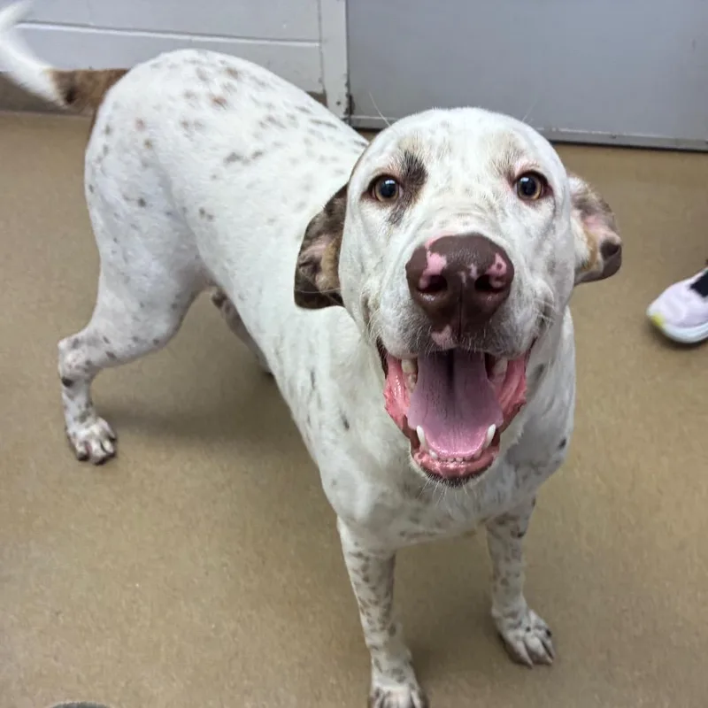 A young large-sized male White / Cream Labrador Retriever dog named Oliver for adoption in Corpus Christi, TX