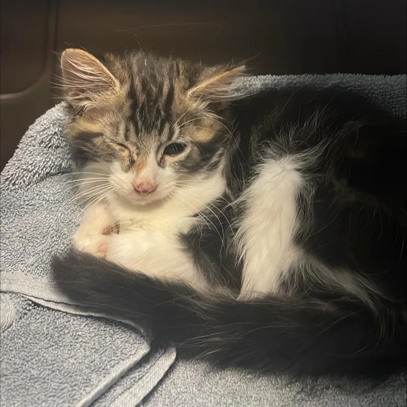 A baby small-sized male Brown / Chocolate Domestic Long Hair cat named Tote Bag for adoption in Tacoma, WA