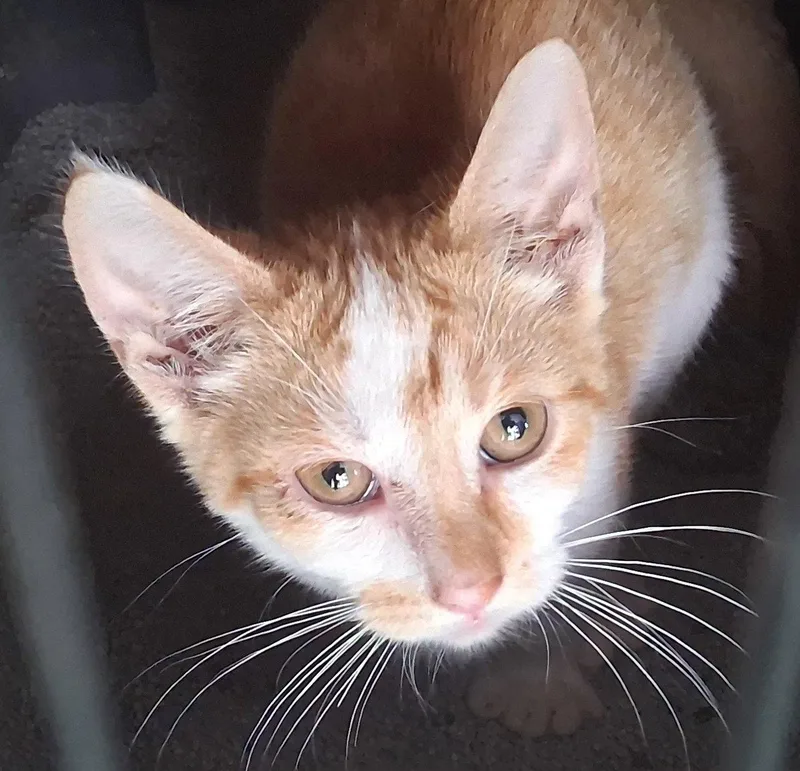 A baby medium-sized male Orange & White Domestic Short Hair cat named Rover for adoption in Mcconnelsville, OH
