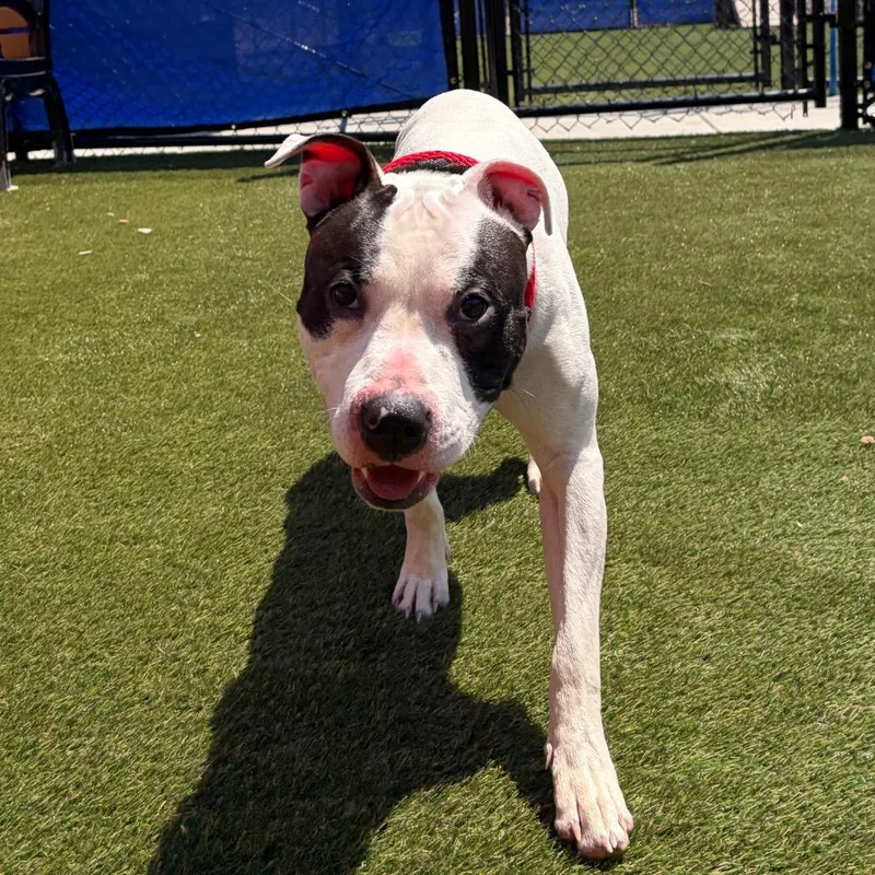 A young medium-sized male White / Cream Mixed Breed dog named Rawr for adoption in Philadelphia, PA