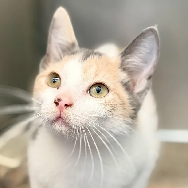 A baby medium-sized female Dilute Calico Domestic Short Hair cat named Talaya for adoption in Jackson, NJ