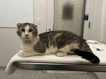 An adult large-sized male Gray / Blue / Silver Domestic Short Hair cat named You Are A Dinosaur for adoption in Kansas City, MO