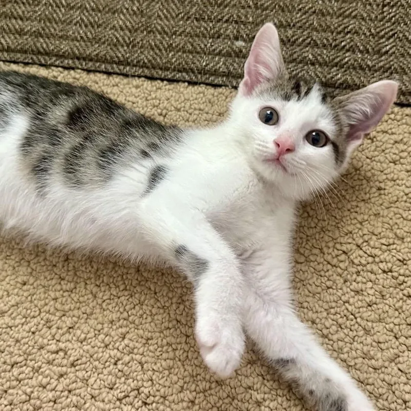 A baby small-sized male Brown / Chocolate Domestic Short Hair cat named Scooby for adoption in Peachtree City, GA