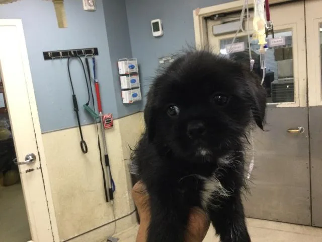 A young small-sized female Terrier dog named Lilo for adoption in Riverside, CA